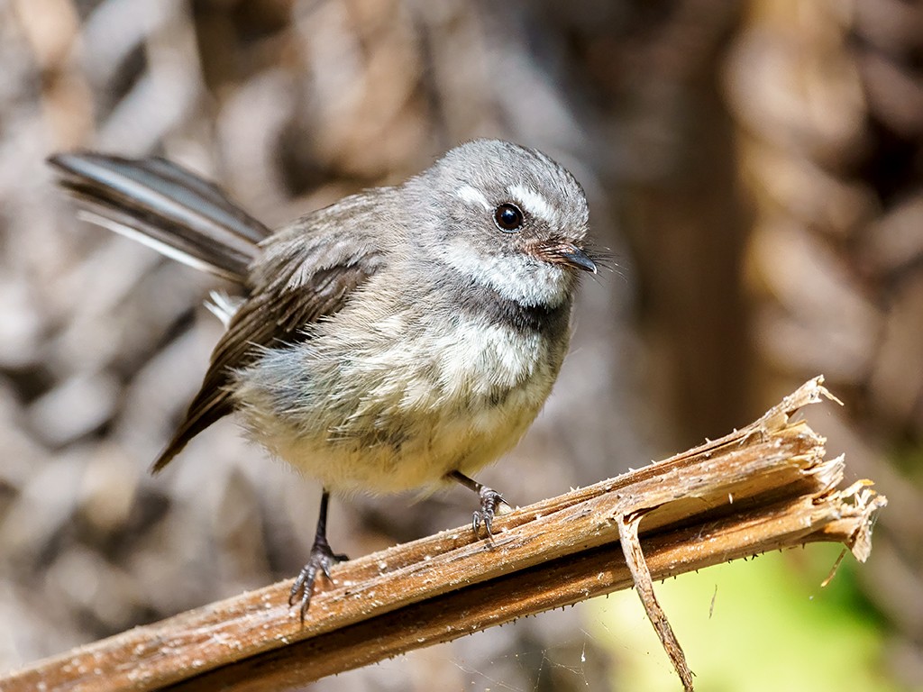 A Lunch Date with the Fantails